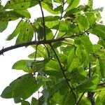 Trattinnickia rhoifolia Leaf