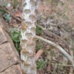 Crambe maritima Bark