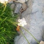 Armeria pubinervis Квітка