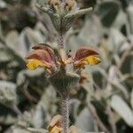 Phlomis crinita 花