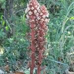 Orobanche lutea Habitus