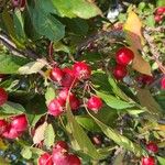 Malus baccata Frucht