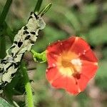 Quamoclit coccinea Fula