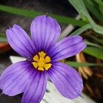 Sisyrinchium angustifolium Цветок