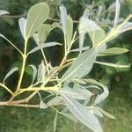 Salix purpurea Hostoa