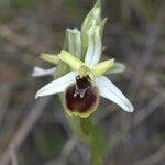 Ophrys arachnitiformis മറ്റ്