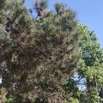 Pinus pinaster Blatt