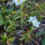 Androsace obtusifolia Libunga