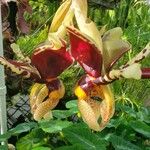 Stanhopea tigrina Flor