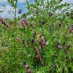 Vicia benghalensis Hábitos