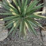 Agave filifera पत्ता