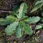 Hypochaeris glabra Leaf