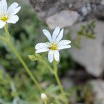 Cerastium gibraltaricum Flor