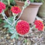 Kleinia fulgens Flower