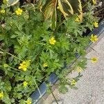 Ranunculus muricatus Flower