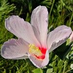 Hibiscus grandiflorus Λουλούδι