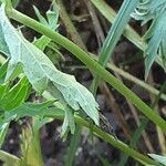 Aconitum variegatum خشب