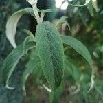 Buddleja albiflora Ліст