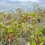 Cunonia macrophylla Συνήθη χαρακτηριστικά
