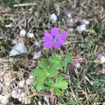 Geranium molleКвітка