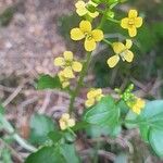 Barbarea rupicola Flor
