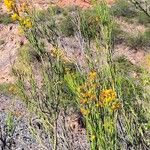 Senna crassiramea Hábito