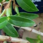 Prosthechea pygmaea Leaf