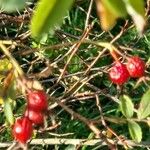 Rosa woodsii Fruit