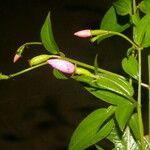 Arthrostemma ciliatum Flower