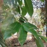 Ficus tinctoria Fulla