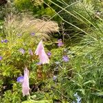 Dierama pulcherrimum Flower