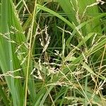 Agrostis gigantea Fruit