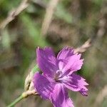 Dianthus borbasii Flower