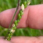 Urochloa eminii Fruto