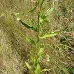 Erigeron strigosus Likasa