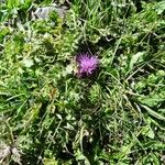 Cirsium acaulon अन्य