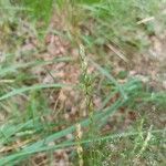 Danthonia decumbens Květ