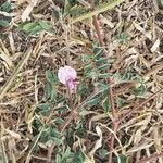 Tephrosia cinerea Flower