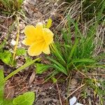 Hemerocallis minor ᱛᱟᱦᱮᱸ