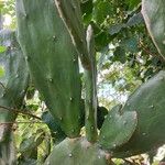 Opuntia cochenillifera List