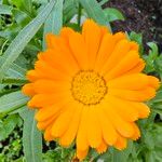 Calendula officinalisFlower