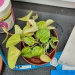 Peperomia albovittata Ліст