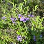 Solanum umbelliferum Flor