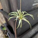 Chlorophytum capense Blad