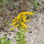 Solidago canadensisFloro