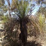 Xanthorrhoea latifolia