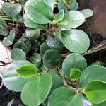 Peperomia obtusifoliaFuelha