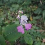 Impatiens balfouriiFlower