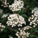 Viburnum parvifolium