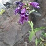 Penstemon whippleanus Flower